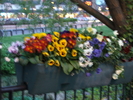 Fichero: DSCF0824.JPG
Tamaño: 1770KB
Dimensiones: 2272x1704
Fecha de alta: 02 de May de 2005 DSCF0824.JPG