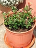 DSCF0979.JPG