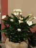 DSCF0981.JPG