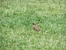 Fichero: DSCF1097.JPG
Tamaño: 1977KB
Dimensiones: 2272x1704
Fecha de alta: 13 de Jun de 2005 DSCF1097.JPG