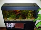 Fichero: Acuario.jpg
Tamaño: 64KB
Dimensiones: 640x480
Fecha de alta: 14 de Oct de 2004 Acuario.jpg