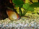 Malboro_Rojo_y_Tetra_del_Congo.jpg
