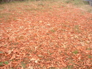Fichero: DSCF1084.JPG
Tamaño: 845KB
Dimensiones: 2048x1536
Fecha de alta: 20 de Ene de 2005 DSCF1084.JPG