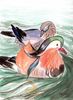 Fichero: patos.jpg
TamaƱo: 85KB
Dimensiones: 580x791
Fecha de alta: 14 de Oct de 2004 patos.jpg